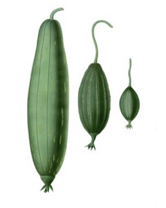 Luffa aegyptiaca Loofah Luffa aegyptiaca Loofah